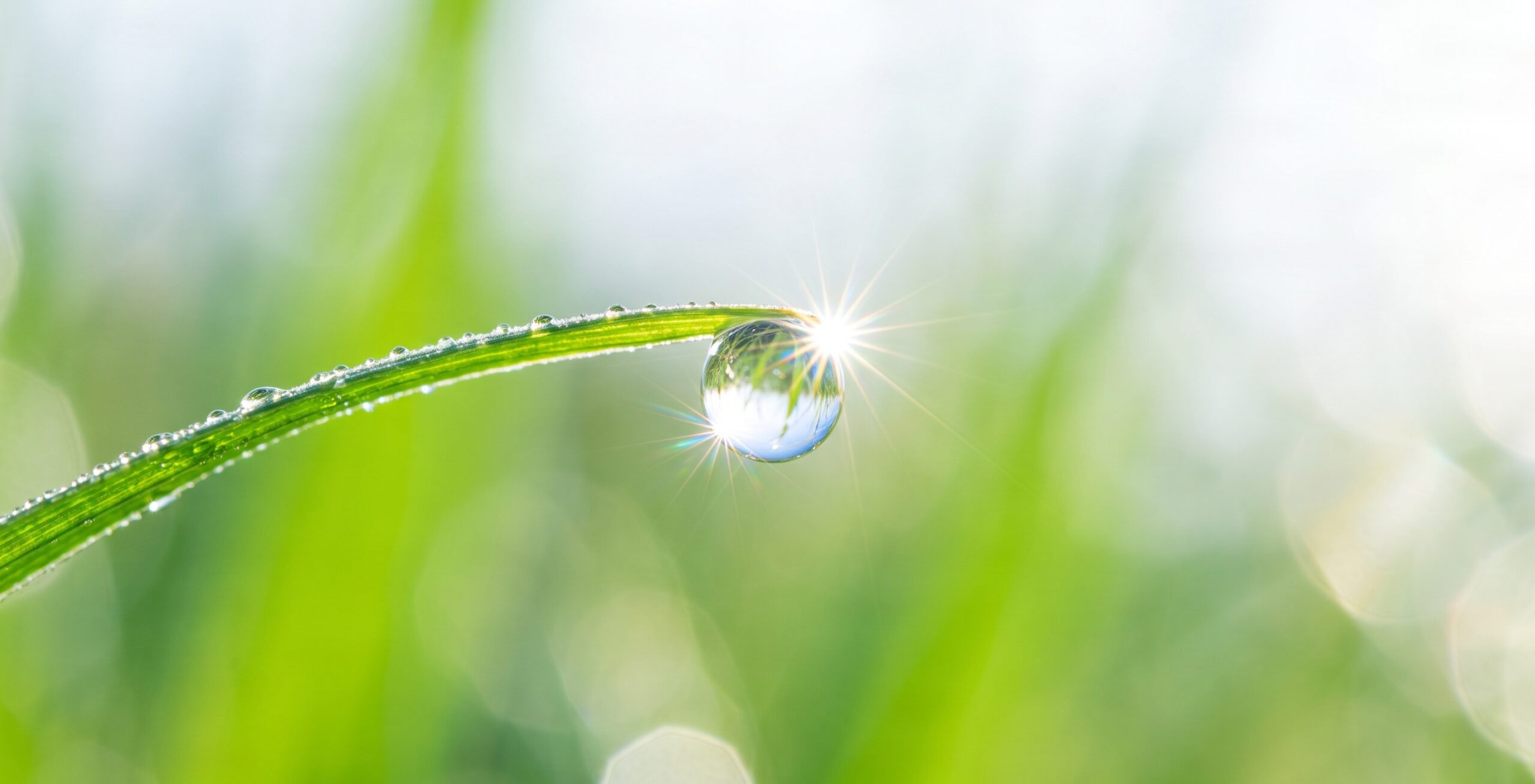 A crisp full-width 1200x624 landscape photograph of a morning dewdrop on a blade of grass, bursting with clean sunlight to represent retraining the subconscious mind.